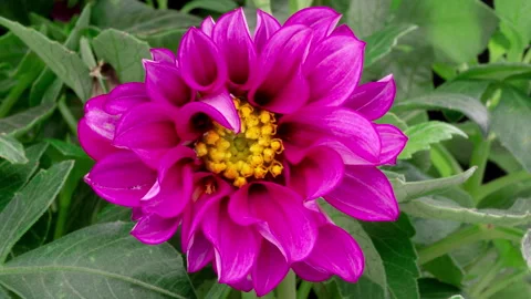 4K Time lapse of blooming Flower. Beautiful Dahlia opening up. Timelapse of Stock Footage 255247577