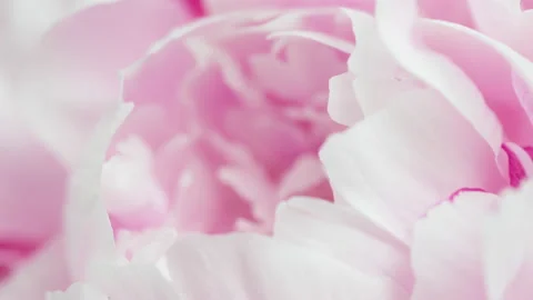 4K Time Lapse of blooming pink peony flower close-up Stock Footage 220711907