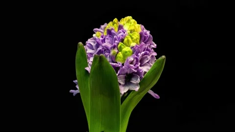 4K Time Lapse of blooming pink purple Hyacinth. Timelapse of growing and opening Stock Footage 233226528