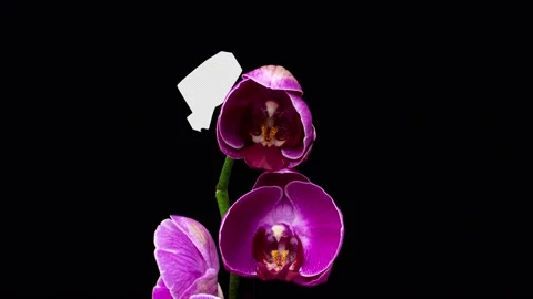 4K Time Lapse of blooming purple Orchid Phalaenopsis flower isolated on black Stock Footage 221203040