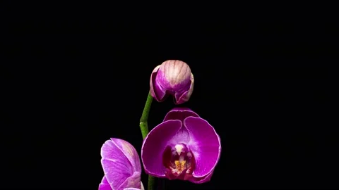 4K Time Lapse of blooming purple Orchid Phalaenopsis flower isolated on black Stock Footage 222808662