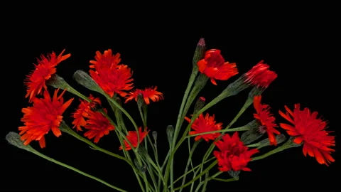 4K Time Lapse of blooming red flowers. Beautiful flower opening buds on black Stock Footage 141615531