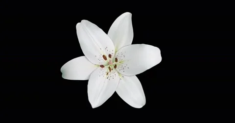 4K Time Lapse of blooming white Lily flower,alpha channel Stock-Footage 132305293