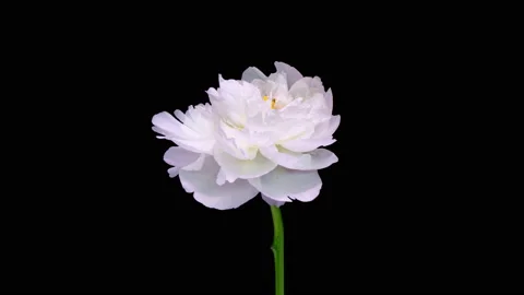 4K Time Lapse of blooming white Peony flower isolated on black background Stock Footage 203770980