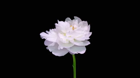4K Time Lapse of blooming white Peony flower isolated on black background Stock Footage 204718066