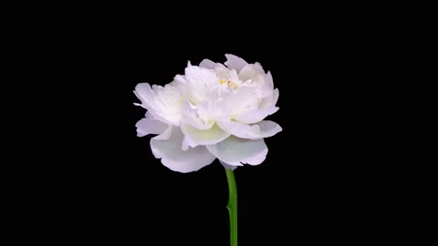 4K Time Lapse of blooming white Peony flower isolated on black background Stock Footage 207027481