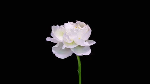 4K Time Lapse of blooming white Peony flower isolated on black background Stock Footage 212077538