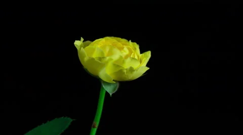 4K Time lapse of blooming yellow rose in black background Video stock 50363068