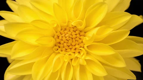 4K Time Lapse of blooming yellow Dahlia Stock Footage 198003571