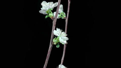 4K Time Lapse of blossoming branch with pink Cherry blossom flowers. Time-lapse Stock Footage 172012570