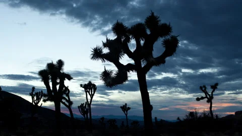 4K Time lapse of blue and pink sunset clouds silhouetting a Joshua Tree forest Stock Footage 146817889