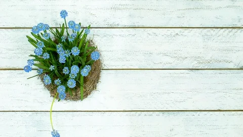 4K time lapse blue grape hyacinths from above Stock Footage 105350488