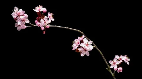 4K Time Lapse branch with flowers Stock Footage 129421702