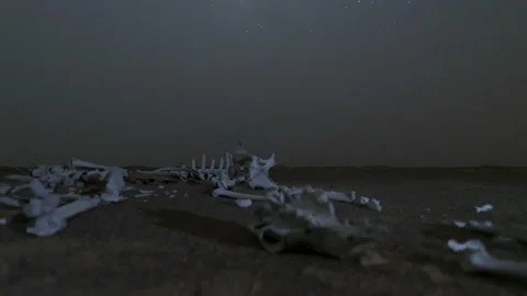 4K Time lapse of camel skeleton in the desert of Abu Dhabi. Stock Footage 212349395
