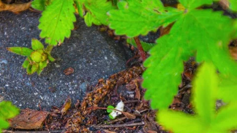 4k, Time Lapse of Caterpillar being dragged away by ants Stock Footage 210502141