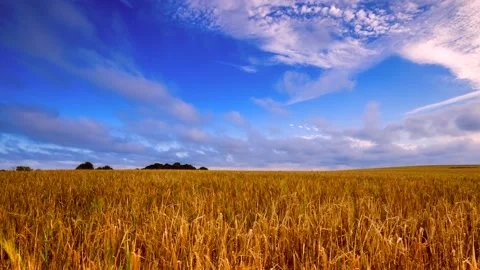 4k Time Lapse with cereal field under fast moving clouds. Video stock 154716451