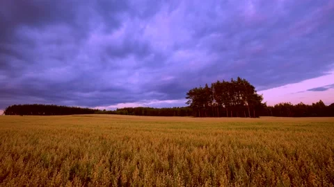 4k Time Lapse with cereal field under fast moving clouds. Stock Footage 155797851