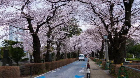 4k Time lapse of Cherry blossom festival at Aoyama Cemetery Stock Footage 113254795