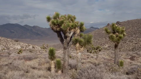 4K Time lapse of clouds and Joshua Trees in Death Valley National Park Stock Footage 147050410
