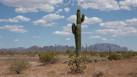 4K Time lapse of clouds in blue sky above a Saguaro cactus in the Sonoran desert Stock Footage 146824833