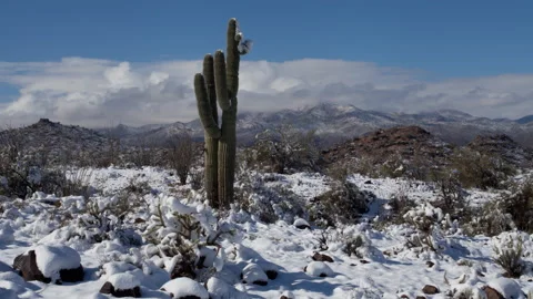 4K Time lapse of clouds in blue sky and a lone snow covered Saguaro in Arizona Stock Footage 146988879