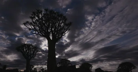 4K time lapse of clouds moving with quiver tree in silhouette Stock Footage 64698221