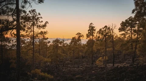 4K Time Lapse Clouds Sunset Trees Tenerife Canary Islands Stock Footage 66795274