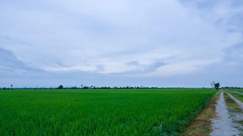 4K Time lapse of cloudy sunrise over paddy fields. Zoom In. Stock Footage 91179916