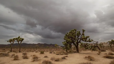 4K time lapse of dark summer monsoonal rain storm clouds over Joshua Trees Stock Footage 202299394