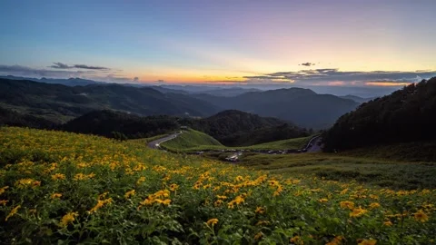 4K Time lapse (Day to Night) aerial view of yellow flower field Stock Footage 165333538