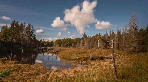 4K Time Lapse Dead Standing Trees Nova Scotia Stock Footage 66777277