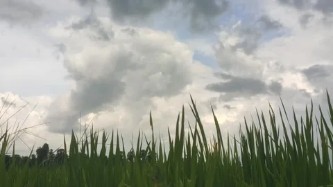 4K Time Lapse Of Dramatic Storm Clouds Over Green Rice Fields In Rural Stock Footage 341124481