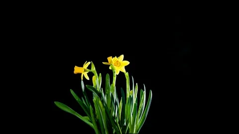 4K Time Lapse of Easter Daffodil Flowers Plant growing and Blooming. 스톡 동영상 104050525