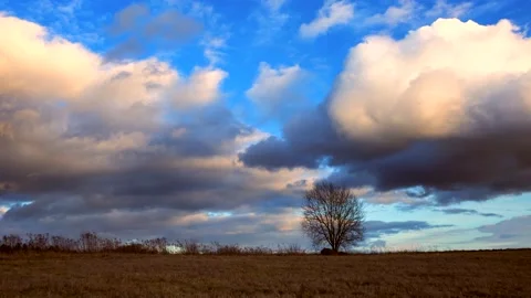 4k time lapse with evening sky over wild meadow and lonely tree. Stock Footage 154901410