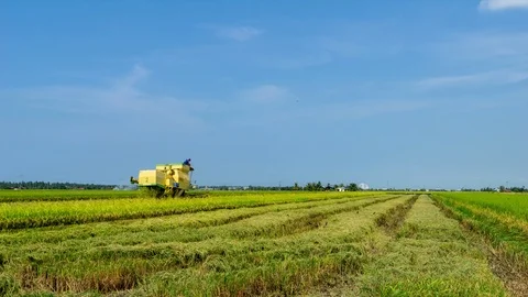 4K Time lapse of farmer uses machine to harvest rice on paddy field Stock Footage 98526957