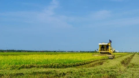 4K Time lapse of farmer uses machine to harvest rice on paddy field. Zoom In Stock Footage 98526996