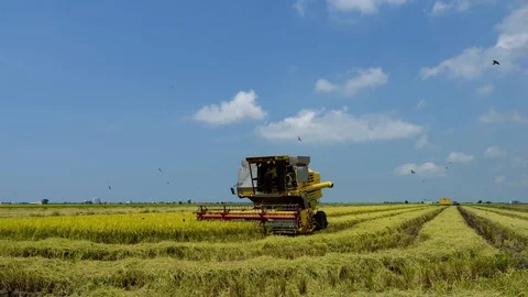 4K Time lapse of farmer uses machine to harvest rice on paddy field. Zoom In Stock Footage 98539055