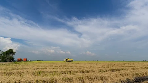 4K Time lapse of farmer uses machine to harvest rice on paddy field. Stock Footage 98543871