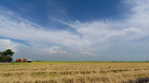 4K Time lapse of farmer uses machine to harvest rice on paddy field. Zoom In Stock Footage 98543872