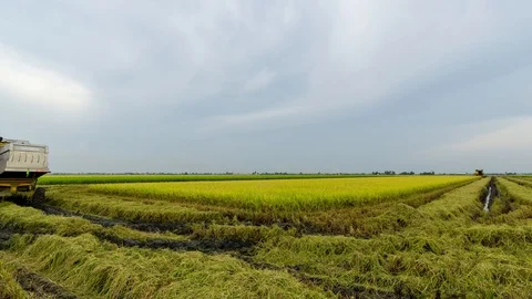 4K Time lapse of farmer uses machine to harvest rice on paddy field. Stock Footage 98545526