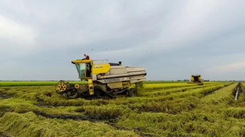 4K Time lapse of farmer uses machine to harvest rice on paddy field. Zoom In Stock Footage 98545535