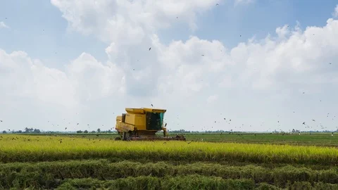 4K Time lapse of farmer uses machine to harvest rice on paddy field. Zoom In Stock Footage 98549355