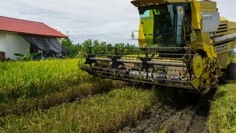 4K Time lapse of farmer uses machine to harvest rice on paddy field. Stock Footage 120692878