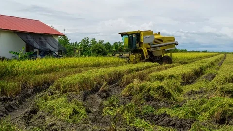 4K Time lapse of farmer uses machine to harvest rice on paddy field. Zoom Stock Footage 120692880
