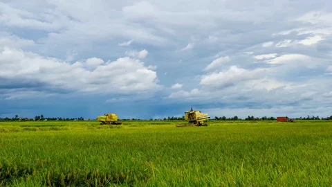 4K Time lapse of farmer uses machine to harvest rice on paddy field. Zoom In Stock Footage 120789043