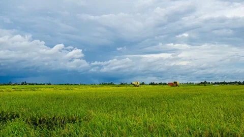 4K Time lapse of farmer uses machine to harvest rice on paddy field. Stock Footage 120789044