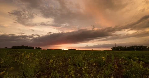 4k TIme Lapse Flower Sunset Video stock 132663991