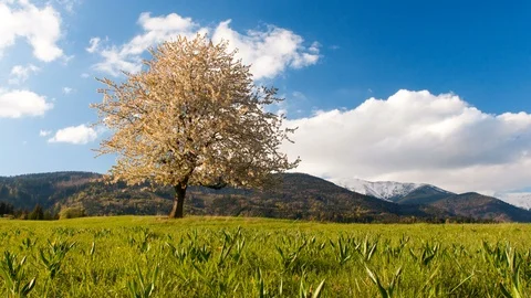 4K Time Lapse Of Flowering Cherry Tree, Alone Cherry Tree on Meadow Under Mou Stock Footage 121366362