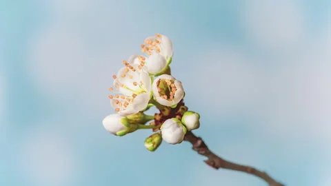 4K Time Lapse of flowering Cherry flowers Stock Footage 152661988