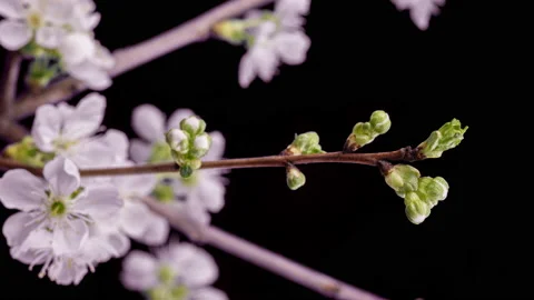 4K Time Lapse of flowering Cherry flowers on black background. Spring timelapse Stock Footage 235629064